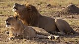 Kenyans and lions vie for land