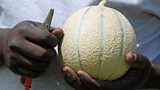 A lesson in Senegalese melons