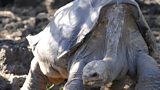 Tortoise death casts Galapagos shadow