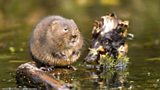Water Voles