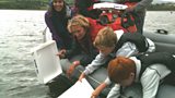 Eel Release