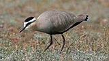 The Sociable Lapwing