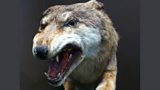 Animal Domestication