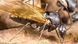 Is there really such a thing as "flying ant day"?