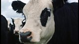 Is culling the badger to prevent Bovine Tuberculosis a scientific bodge?
