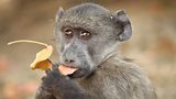 A young chacma baboon in Tsaobis Leopard Park, Namibia