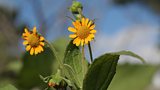 When Bob met James Wong pt. 2: PERUVIAN EARTH APPLE (AKA. YACON) Smallanthus sonchifolius
