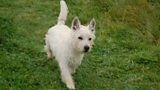 Mystery Dog Illness