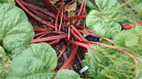 Bunny's favourite new variety of rhubarb