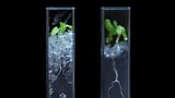 See Through Soil