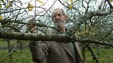 Damsons in Distress 1