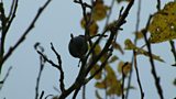 Damsons in Distress 2