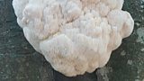 Hericium Erinaceus - Bearded Tooth Fungus