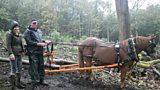 Ellie’s Day In The Woods