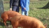 Adam, Pigs and Longhorns