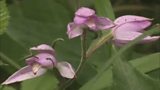 On the hunt for endangered plants