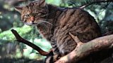 Scottish Wildcats