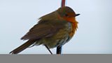 Migrating bird deaths