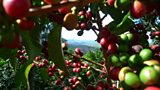 Climate Change Eradicating Wild Arabica Coffee