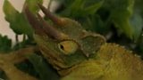 Reptile traders under scrutiny