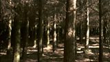 Wood burning for energy