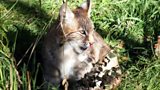 Bring Back The Lynx?