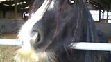 Horse moustache