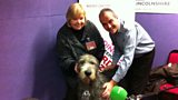 Cookson, the Irish wolfhound