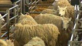 Sheep rustling crime