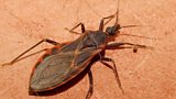 Kissing Bug
