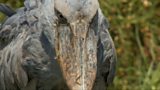 'Monster' bird reveals dark side