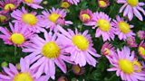 Hardy Chrysanthemums