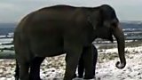 Elephants in the snow