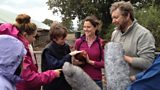Meeting the hens