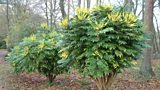 Mahonia in bloom