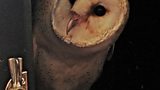 New homes for owls
