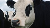 FROM DAIRY FARMING TO THE SUNDANCE FILM FESTIVAL :: STEPHEN HOOK