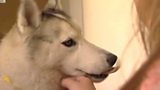 Can pet therapy on the NHS help patients?