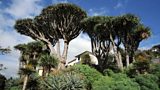 Dragon Trees
