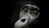 Bonobos