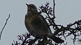 Can you identify this bird?