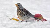 Fieldfares, "coming in from the cold" by Tim Harrison from the BTO