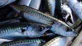 Mackerel off the menu