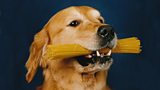 Dogs' dinner