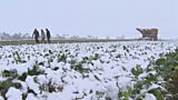 Sugar beet in the snow