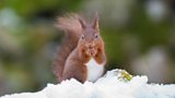 Julia and the red squirrels