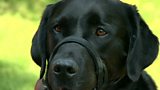 Attacks on guide dogs
