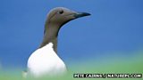 Seabird deaths