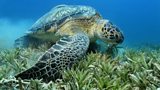 Green turtles
