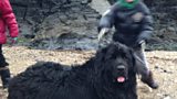 Canine cliff rescue